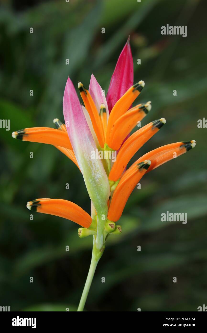 False Bird-of-Paradise Flower Heliconia psittacorum Stock Photo