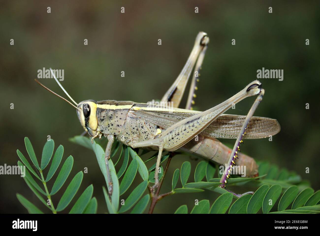 Grasshopper, Bhuj, Gujarat, India Stock Photo