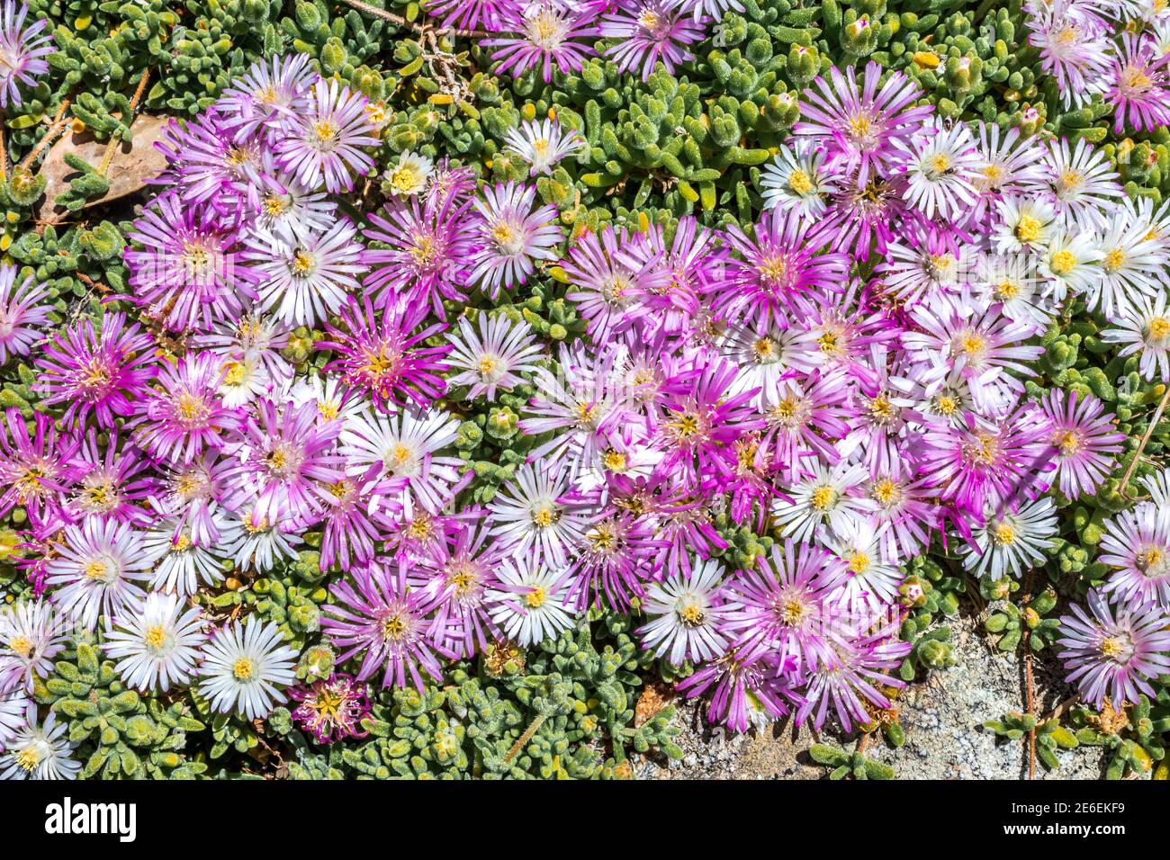 Purple and pink Fynbos Flower in bloom on top of Table Mountain, Cape Town, South Africa Stock Photo
