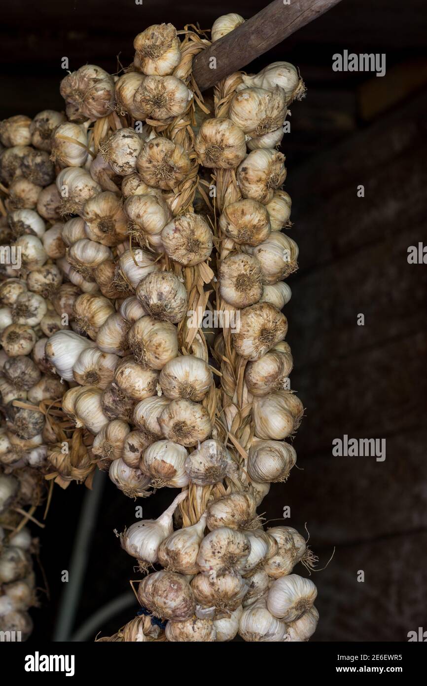 Garlic rope hires stock photography and images Alamy