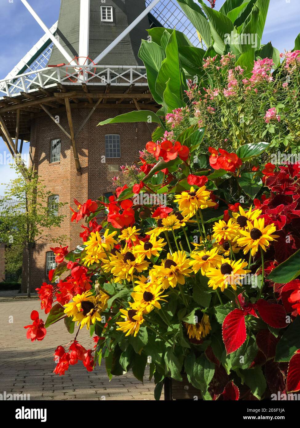 A large planter filled with red begonias, yellow rudbeckias and other colorful flowers has been placed in front of the historical windmill. Stock Photo