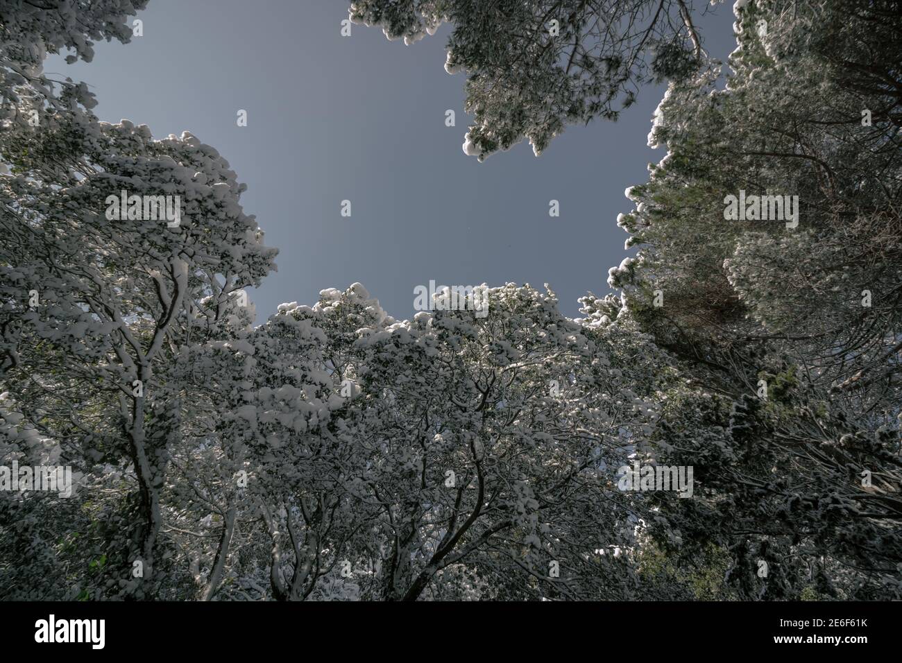 Snowy pine trees from below. Winter in the forest. Winter background ...