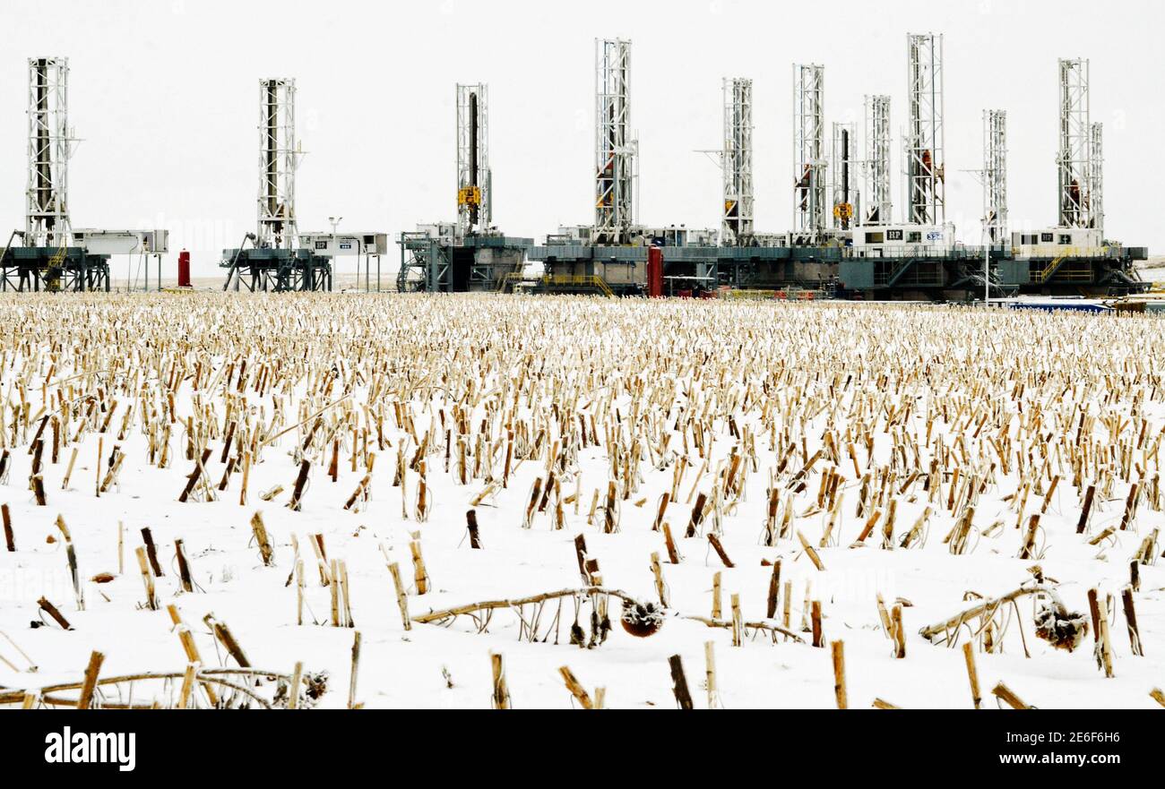 Sunflowers stalks punctuate the snow in a field near dormant oil drilling rigs which have been stacked in Dickinson, North Dakota January 21, 2016. Over the last year, continually decreasing oil prices have forced a decrease in drilling and fracking new wells in North Dakota's Bakken shale play.  The collapse of U.S. oil and gas investment could have further to fall and Americans are showing signs they spend less of their windfall from lower gasoline prices than in the past, darkening the outlook for the U.S. economy.    REUTERS/Andrew Cullen Stock Photo
