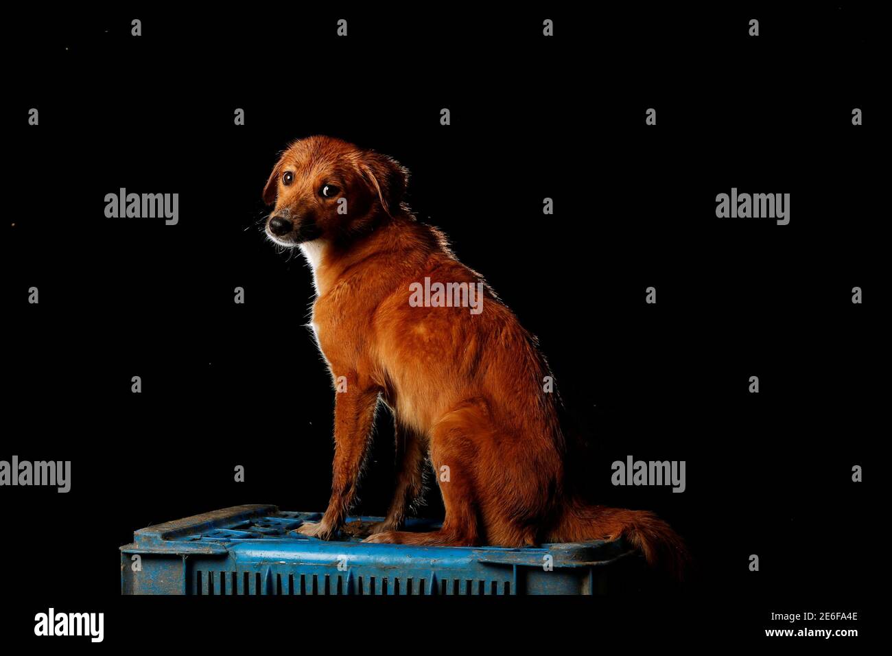 What Stage Of Heat Is A Dog Fertile