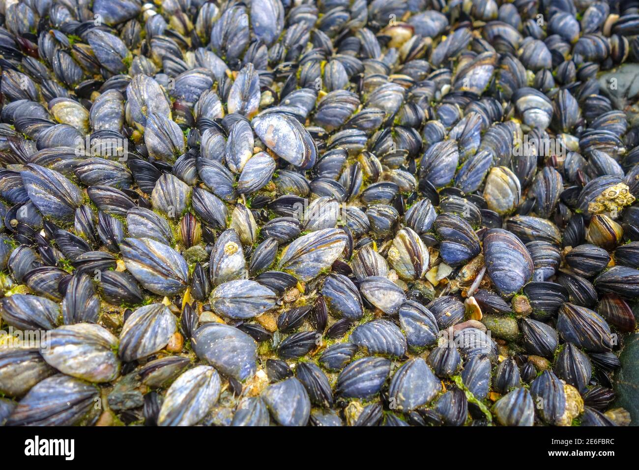 Mussels hanging on a rock. Background wallpaper Stock Photo