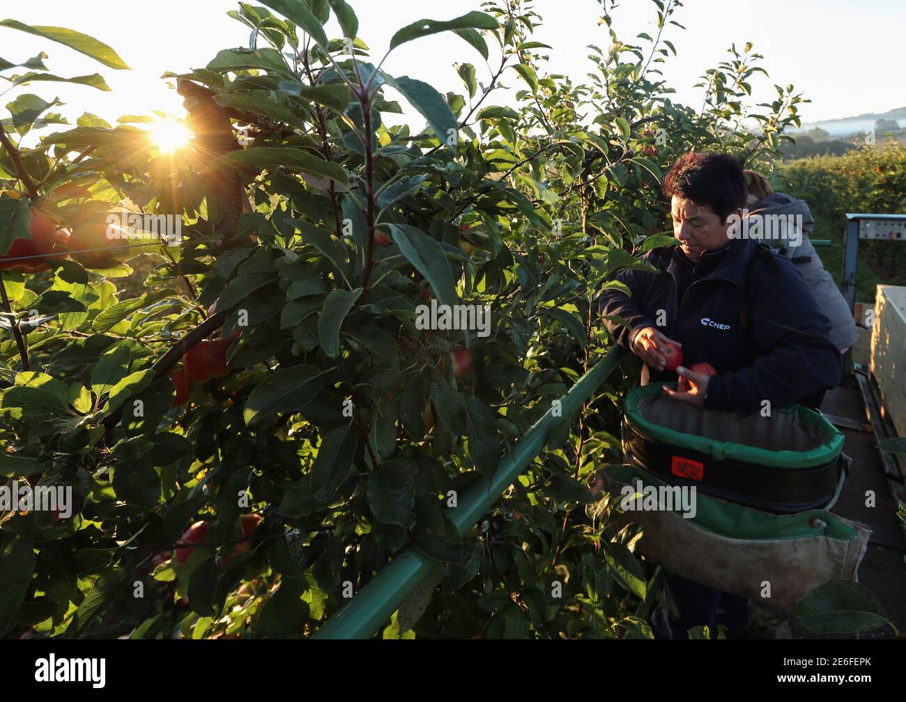 Migrant workers pick apples at Stocks Farm in Suckley, Britain, October 10, 2016. Picture taken October 10, 2016. To match Insight BRITAIN-EU/MIGRANT-WORKERS  REUTERS/Eddie Keogh Stock Photo