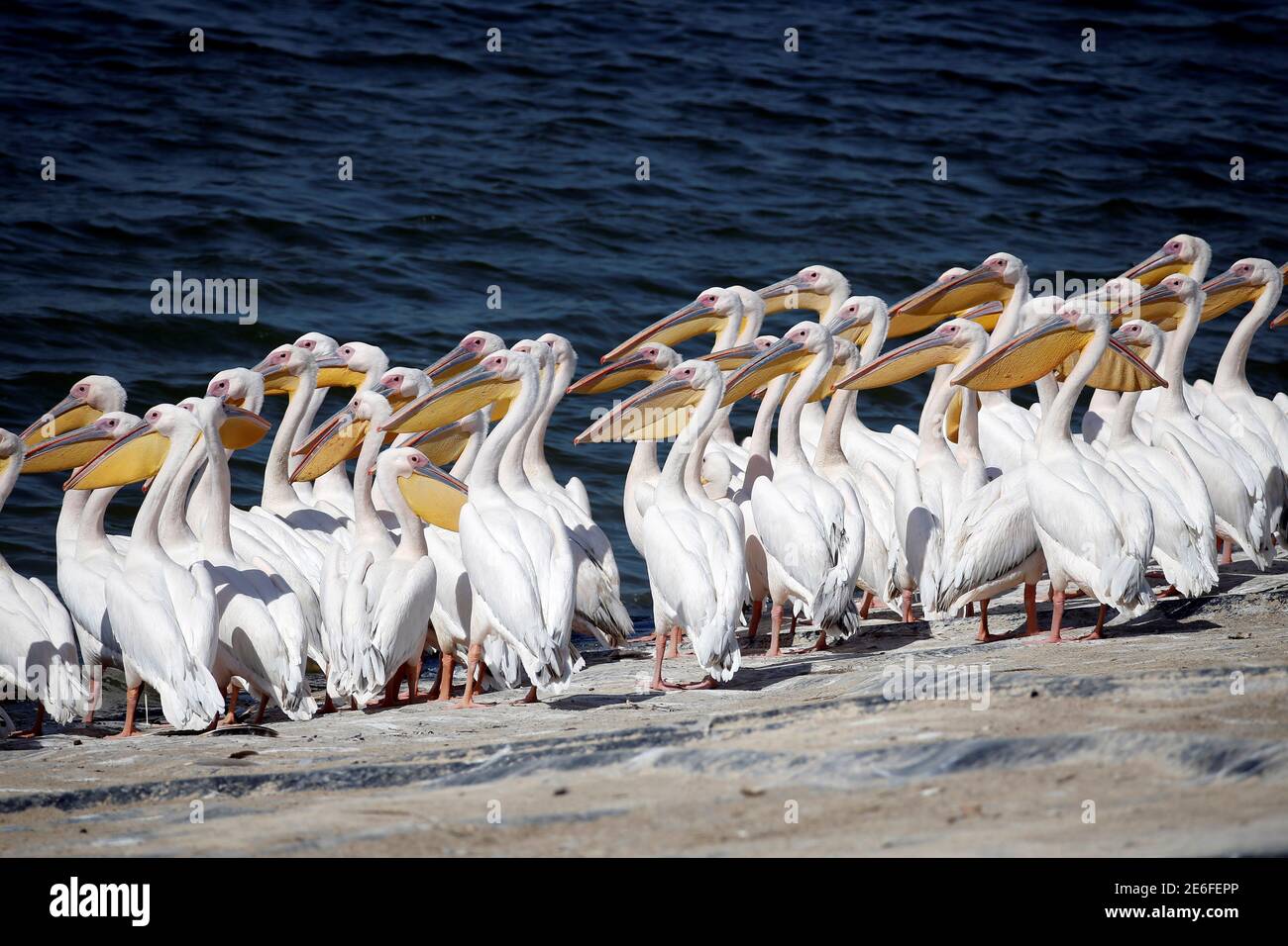 Great white pelicans stand in the water as they are fed by employees from the Israel's nature and parks authority, during their migrating season, in Mishmar Hasharon, central Israel October 13, 2016. REUTERS/Baz Ratner Stock Photo