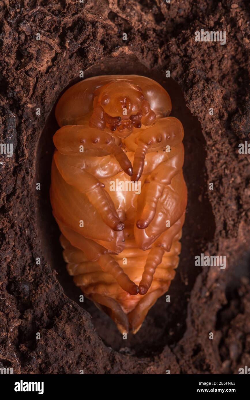 A beetle pupa undergoing metamorphosis, a large species in the Scarabaeidae family from Tarapoto, Peru. Stock Photo