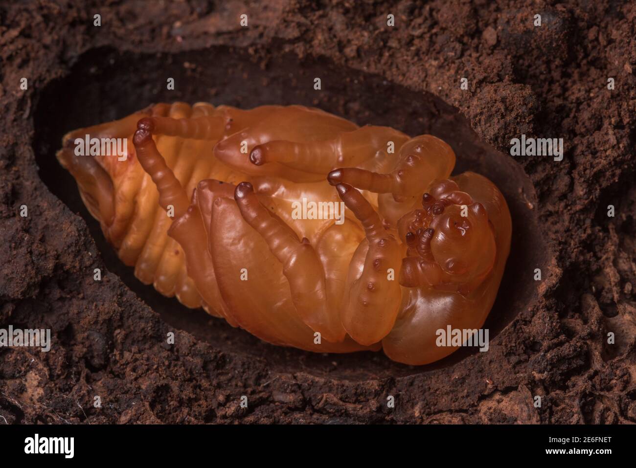 A beetle pupa undergoing metamorphosis, a large species in the Scarabaeidae family from Tarapoto, Peru. Stock Photo