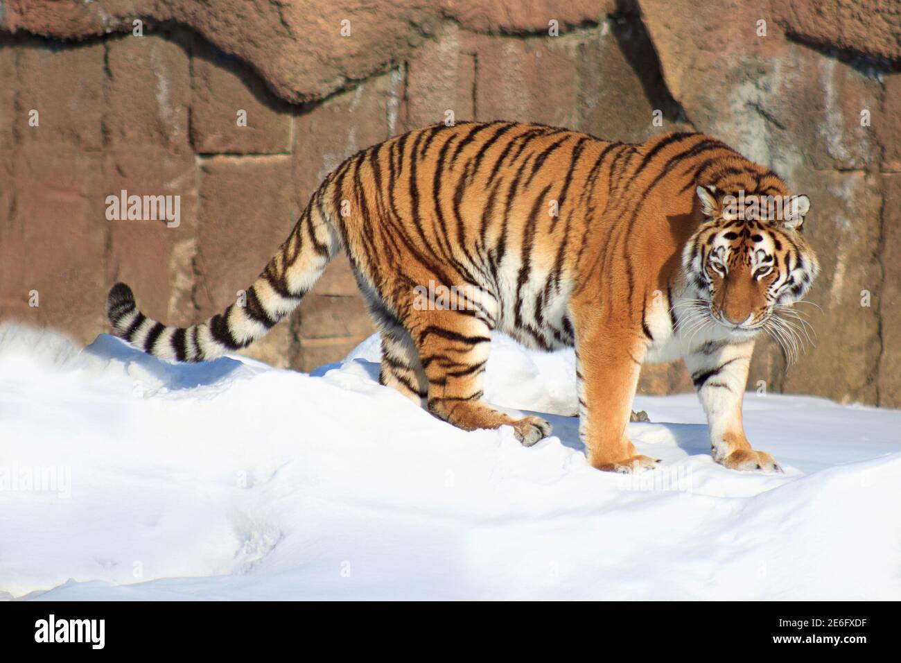 Beautiful siberian tiger is standing on a white snow. Animals in wildlife.  Rare and endangered animal species Stock Photo - Alamy