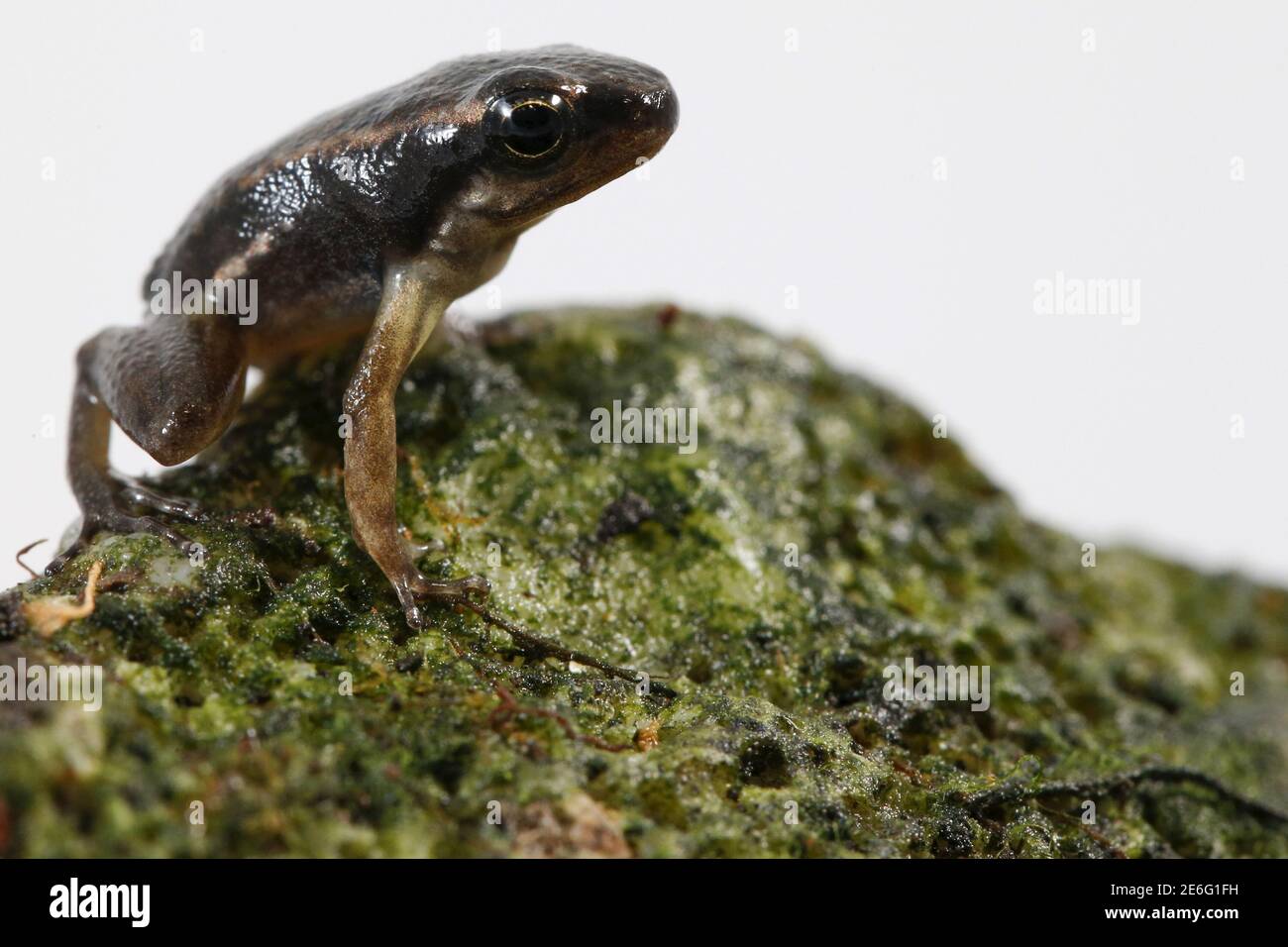 2 toads hi-res stock photography and images - Alamy