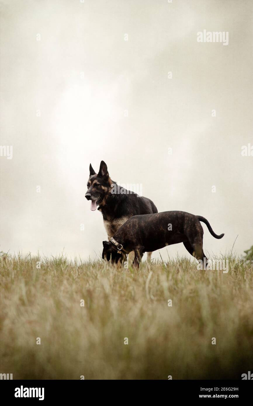Two Dogs in Grass Stock Photo