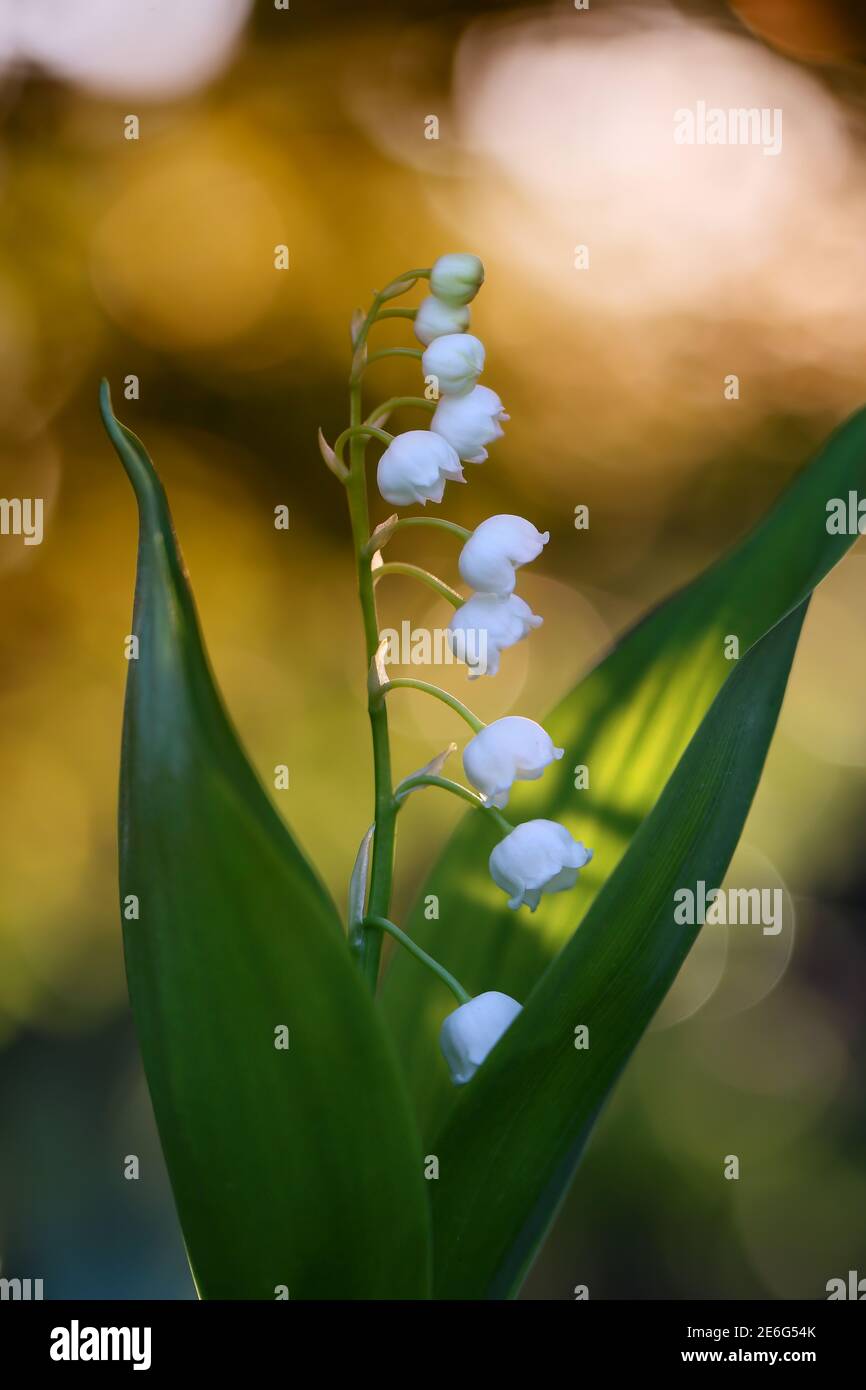 Lily of the valley garden hi-res stock photography and images - Alamy