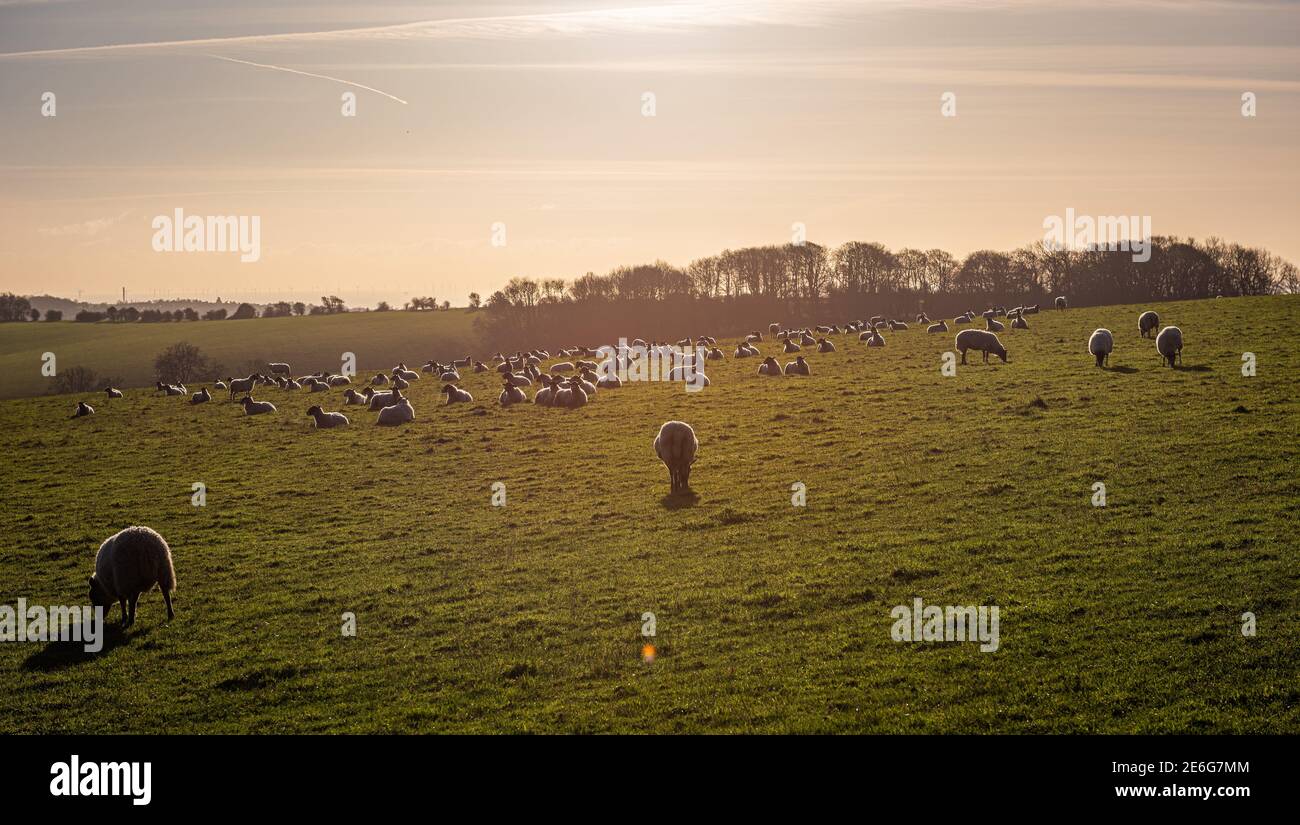 A flock of sheep grazing on the South Downs near Stanmer Park, Brighton, East Sussex, UK Stock Photo