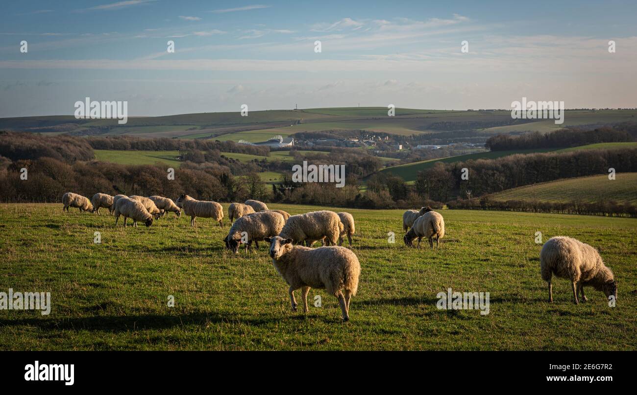 A flock of sheep grazing on the South Downs near Stanmer Park, Brighton, East Sussex, UK Stock Photo