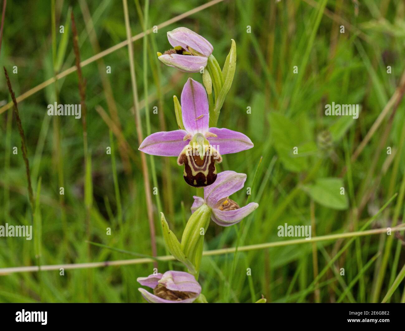 A spike of pink brown flowers of a bee orchid - Ophrys apifera growing in grassland Stock Photo