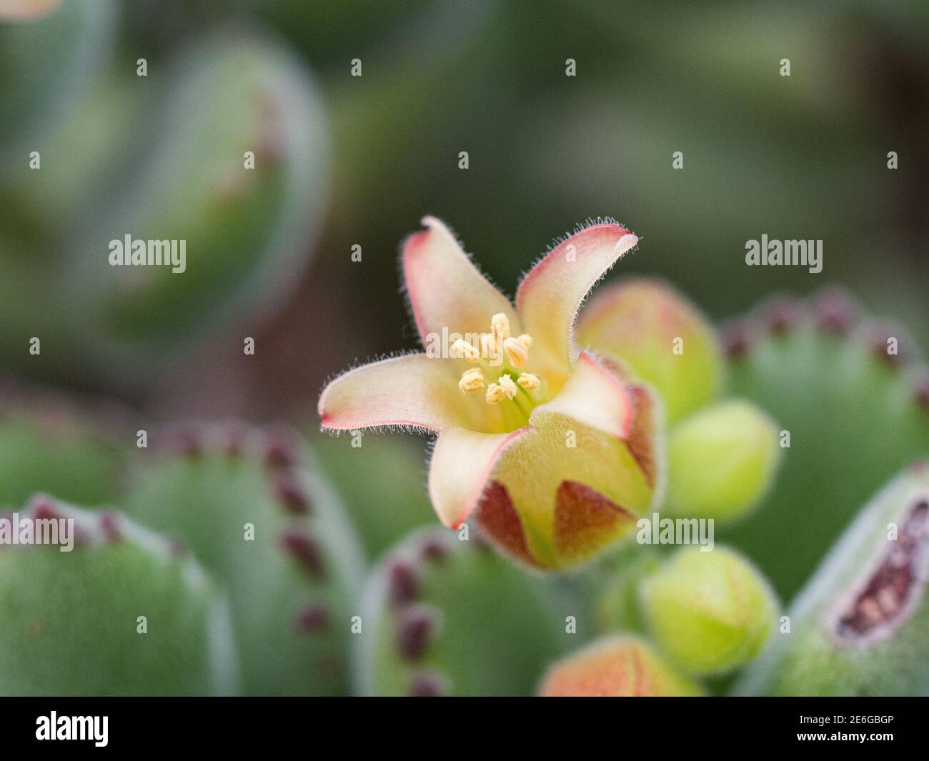 A close up of a single flower of Cotyledon tomentosa Stock Photo