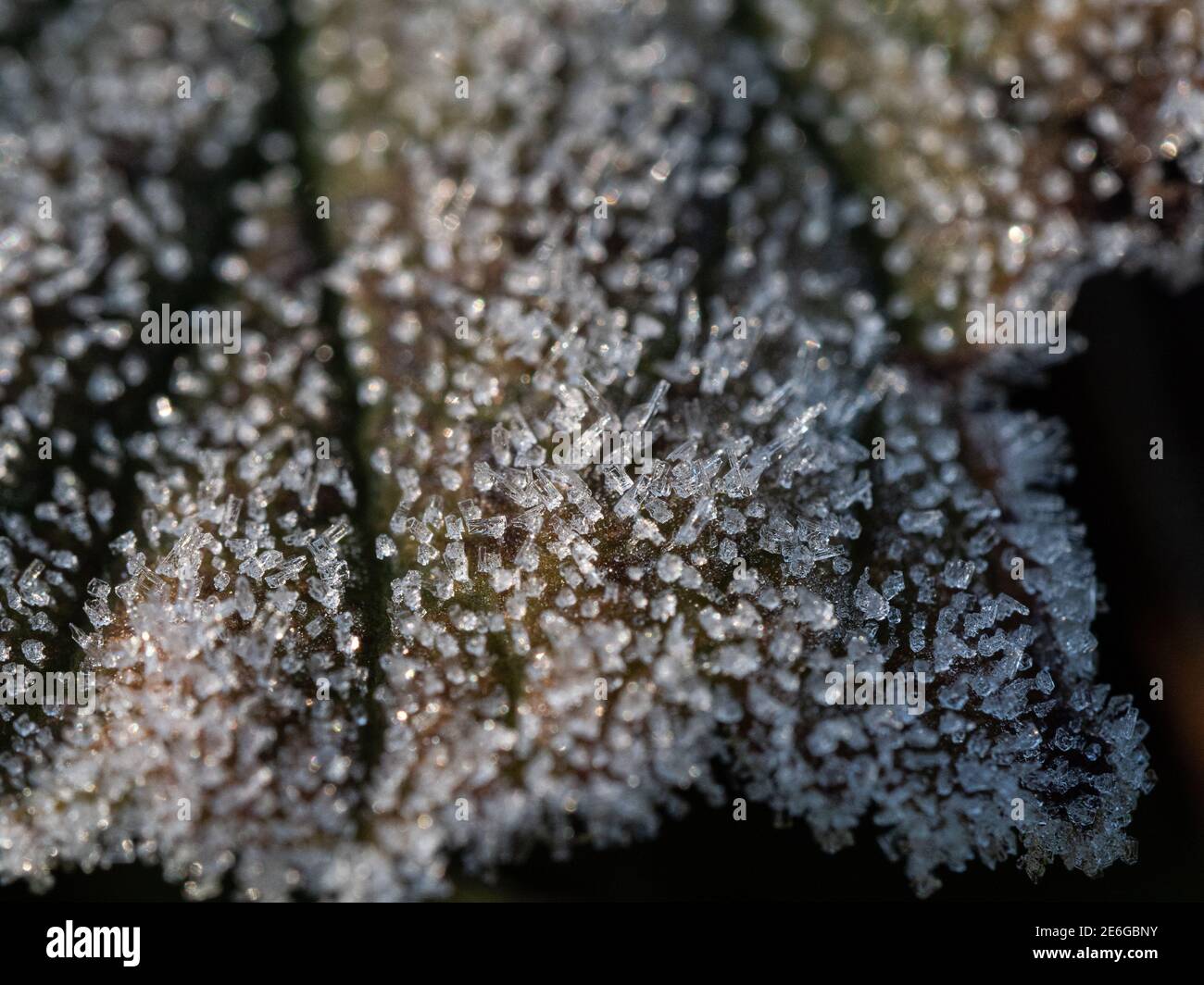 a close up of a brown leave covered in sugar like white ice crystals Stock Photo