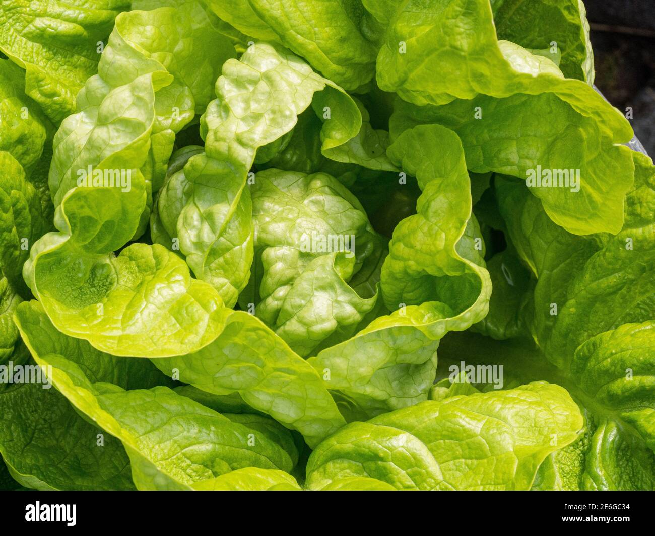 A close up the a fully grown plant of the winter lettuce Winter Density Stock Photo