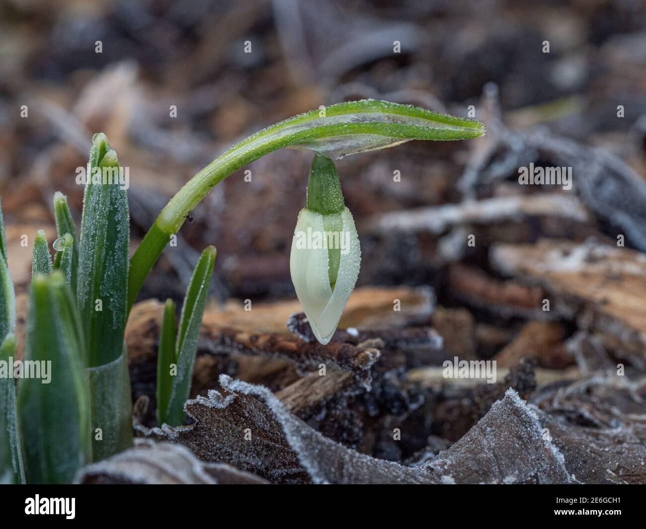 A ground level close up of a single snowdrop bud just ready to open Stock Photo