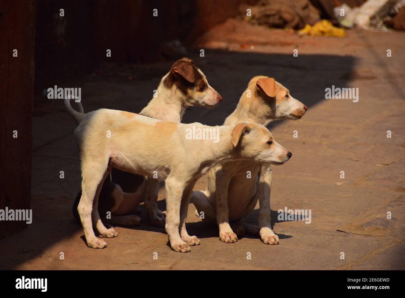 Street Dogs, Varanasi, India Stock Photo