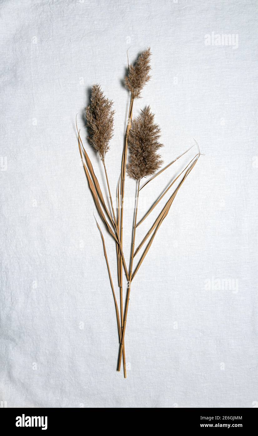 Bouquet of natural dried reed flowers on textured white linen textile material. Tactile flat lay background with dried flower arrangement. Organic des Stock Photo