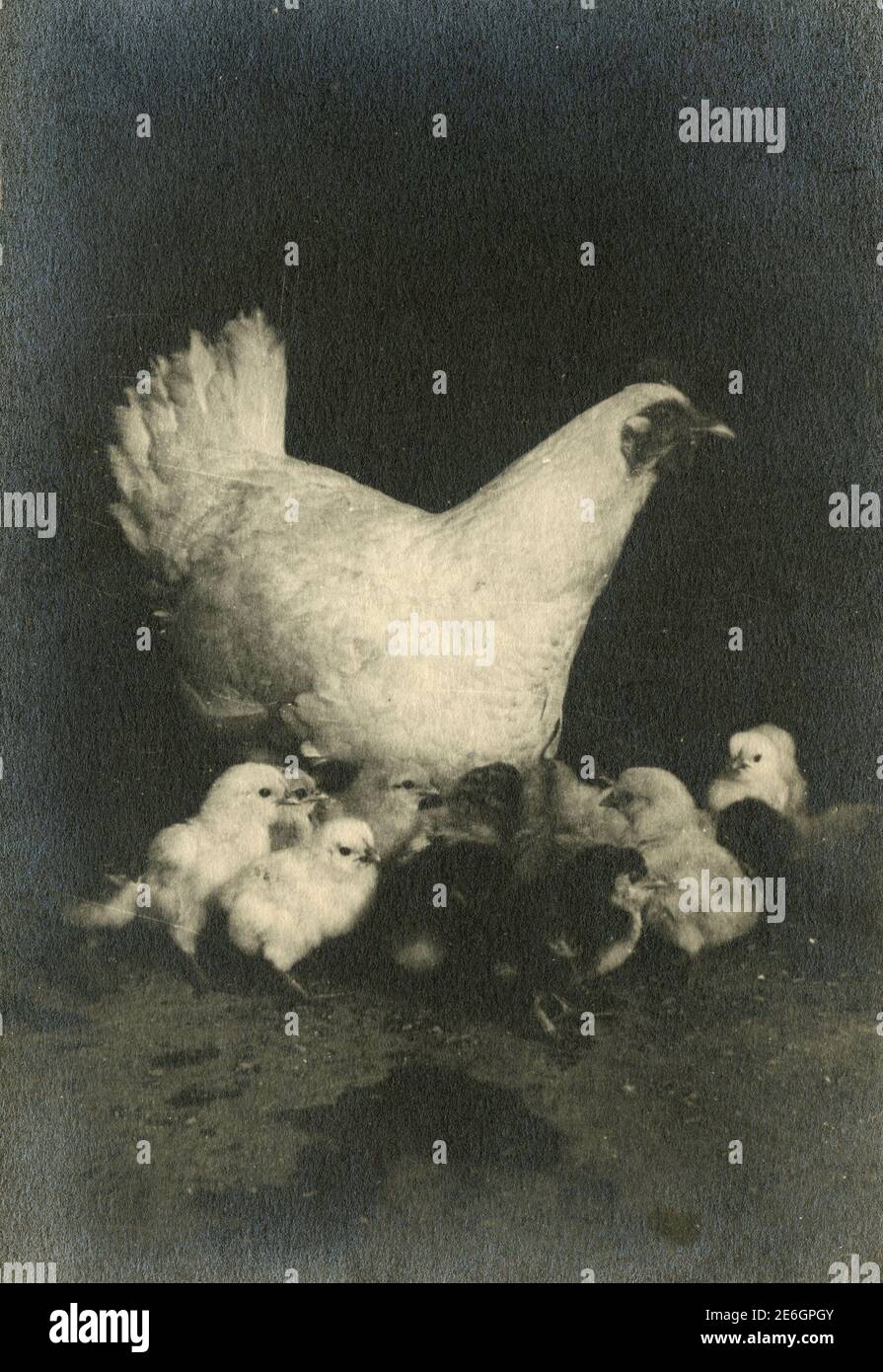 Hen with chicks, 1930s Stock Photo