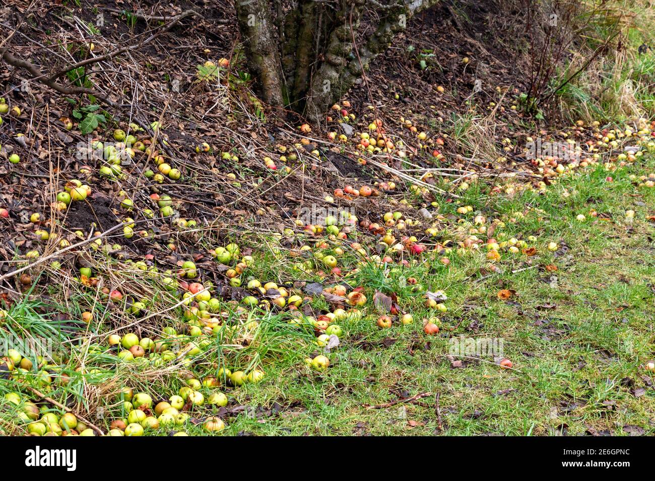 ORCHARD VARIETY OF THE CRAB APPLE Malus sylvestris PROLIFIC FRUIT LYING ON THE GROUND IN WINTER MONTHS Stock Photo