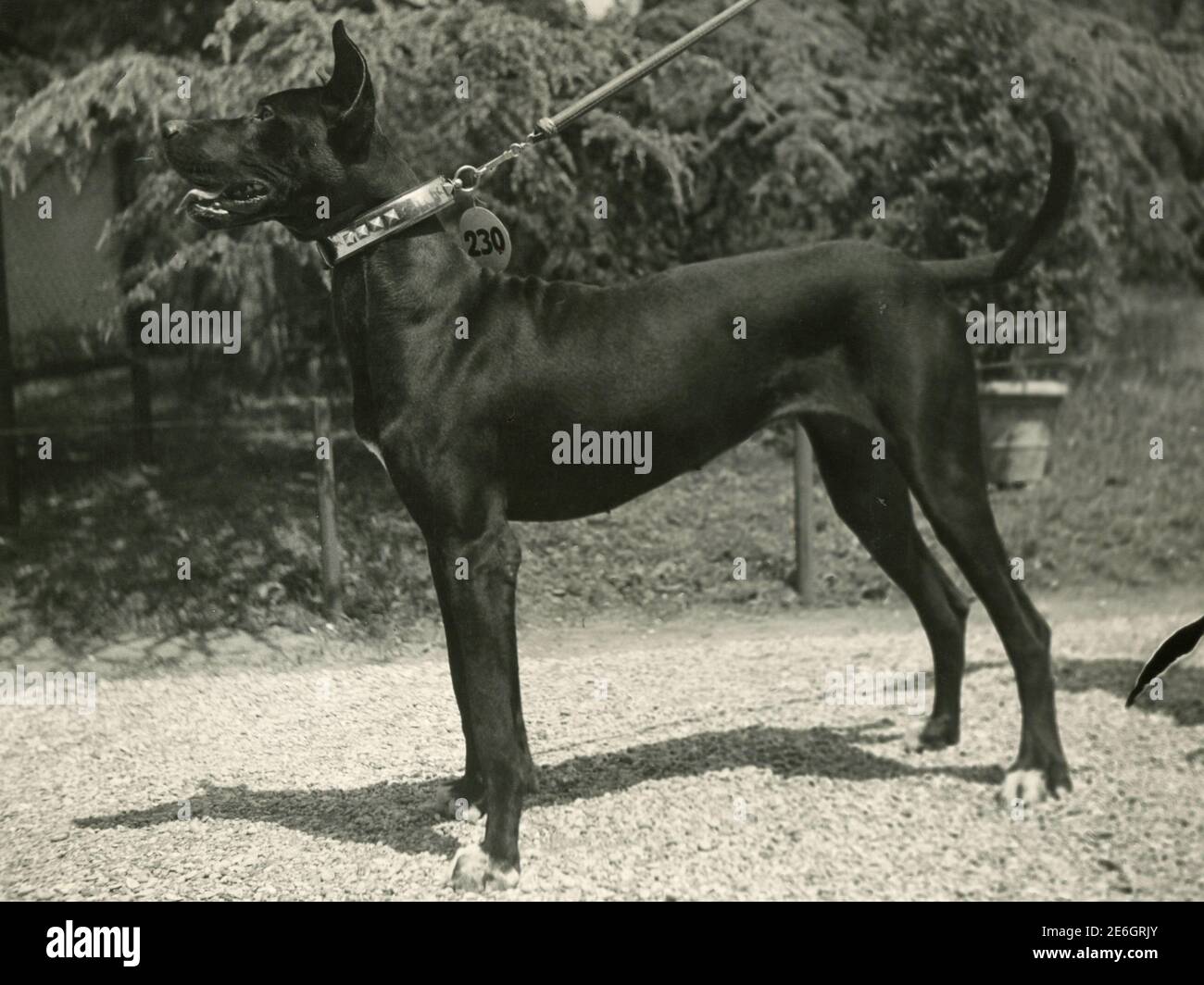 Dobermann dog, 1960s Stock Photo