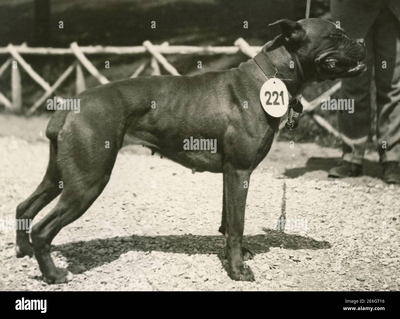 Boxer dog, 1960s Stock Photo