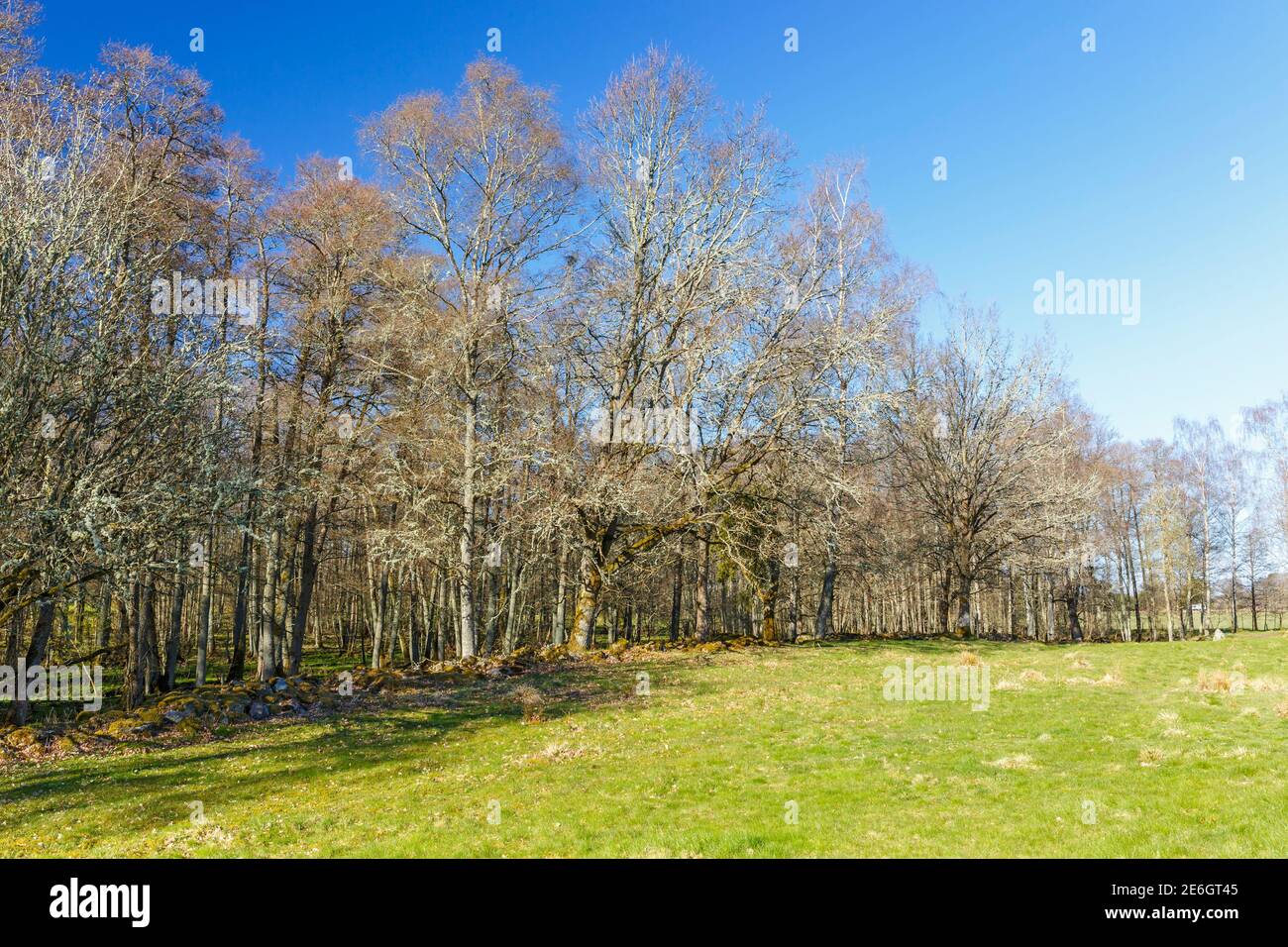 Forest edge at a meadow in the spring Stock Photo