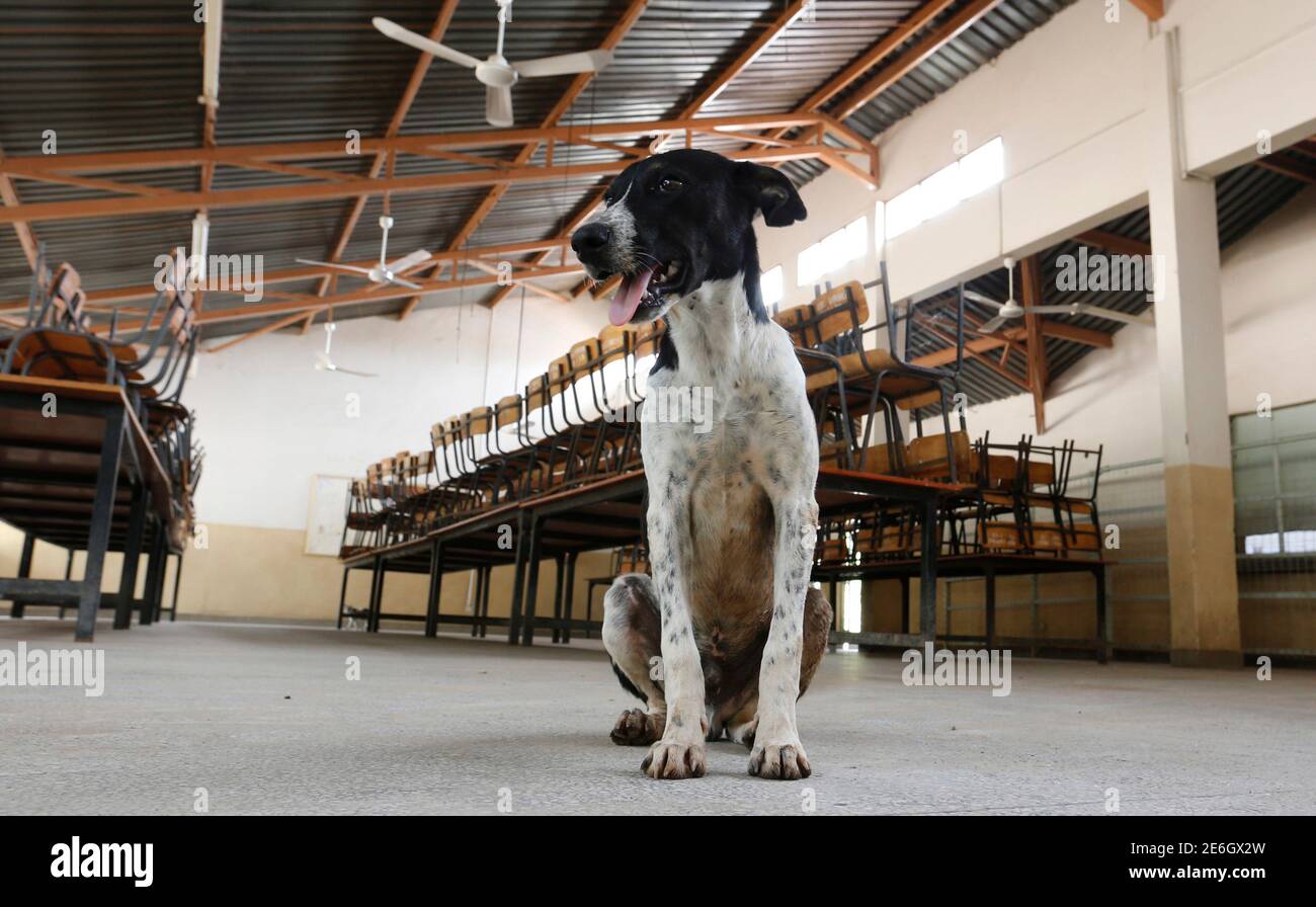 A dog is pictured in the empty dinning hall at the Garissa University College as students return to the campus in Kenya's northeast town of Garissa, January 11, 2016. The campus reopened today nine months after an attack by Somalia-based al-Qaeda linked al-Shabaab Islamist militants. REUTERS/Thomas Mukoya Stock Photo