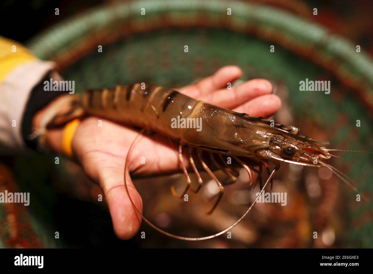 Surakit Laeaddee holds a shrimp after shrimp fishing, at his house in Leam Fa Pha, Thailand, January 26, 2016. Since the 1980s, a boom in shrimp farming has decimated mangroves around the world. The trend has destroyed a key ecosystem for carbon storage, added to emissions of planet-warming carbon dioxide, and exposed shorelines and communities to storm surges and erosion. Now, growing consumer demand for organic and sustainable foods has spurred interest in shrimp farms like Surakit's that may stem mangrove loss and encourage planting in areas long devoid of trees.  Picture taken January 26,  Stock Photo