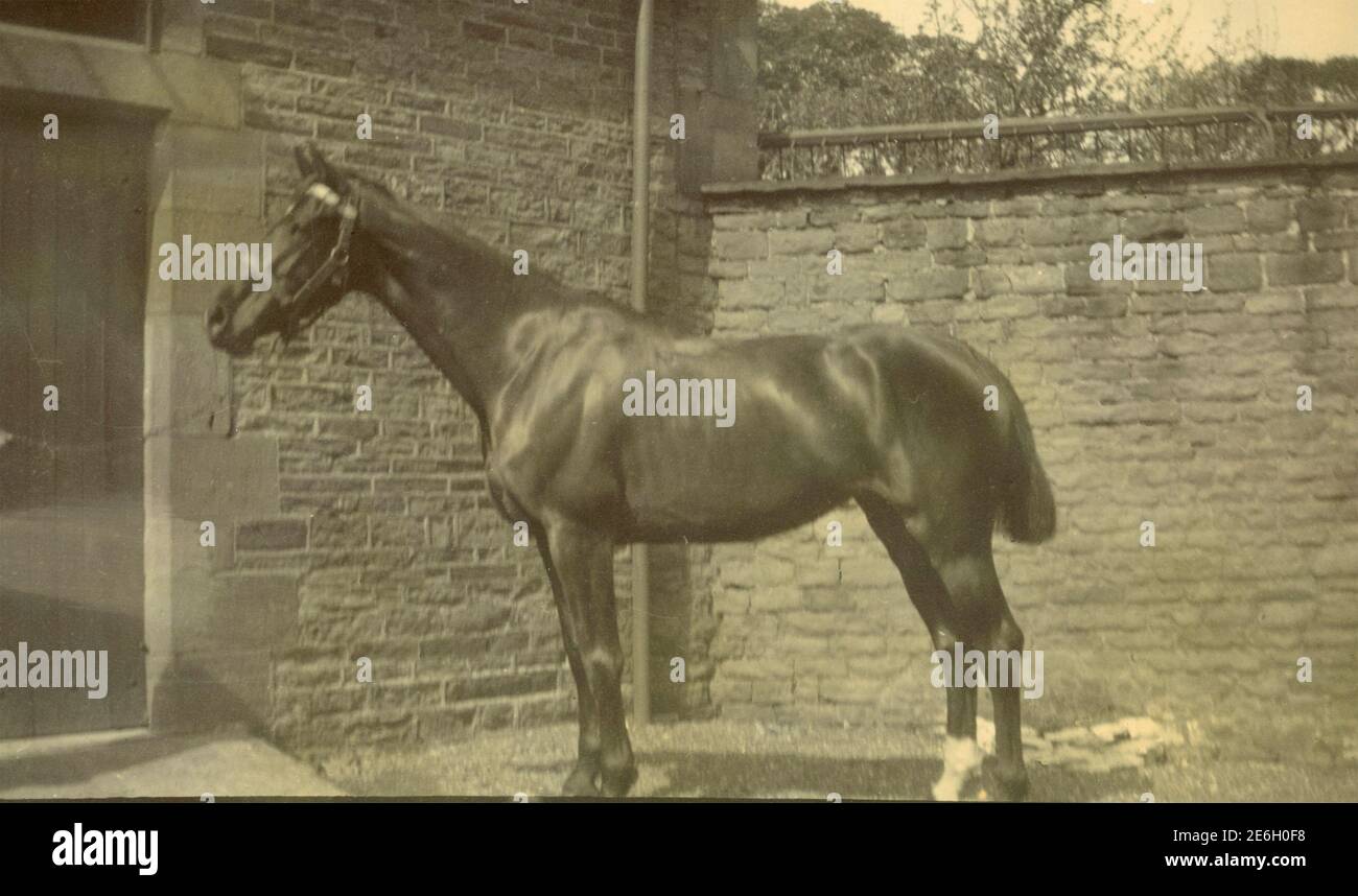 Horse outside the stable, 1890s Stock Photo