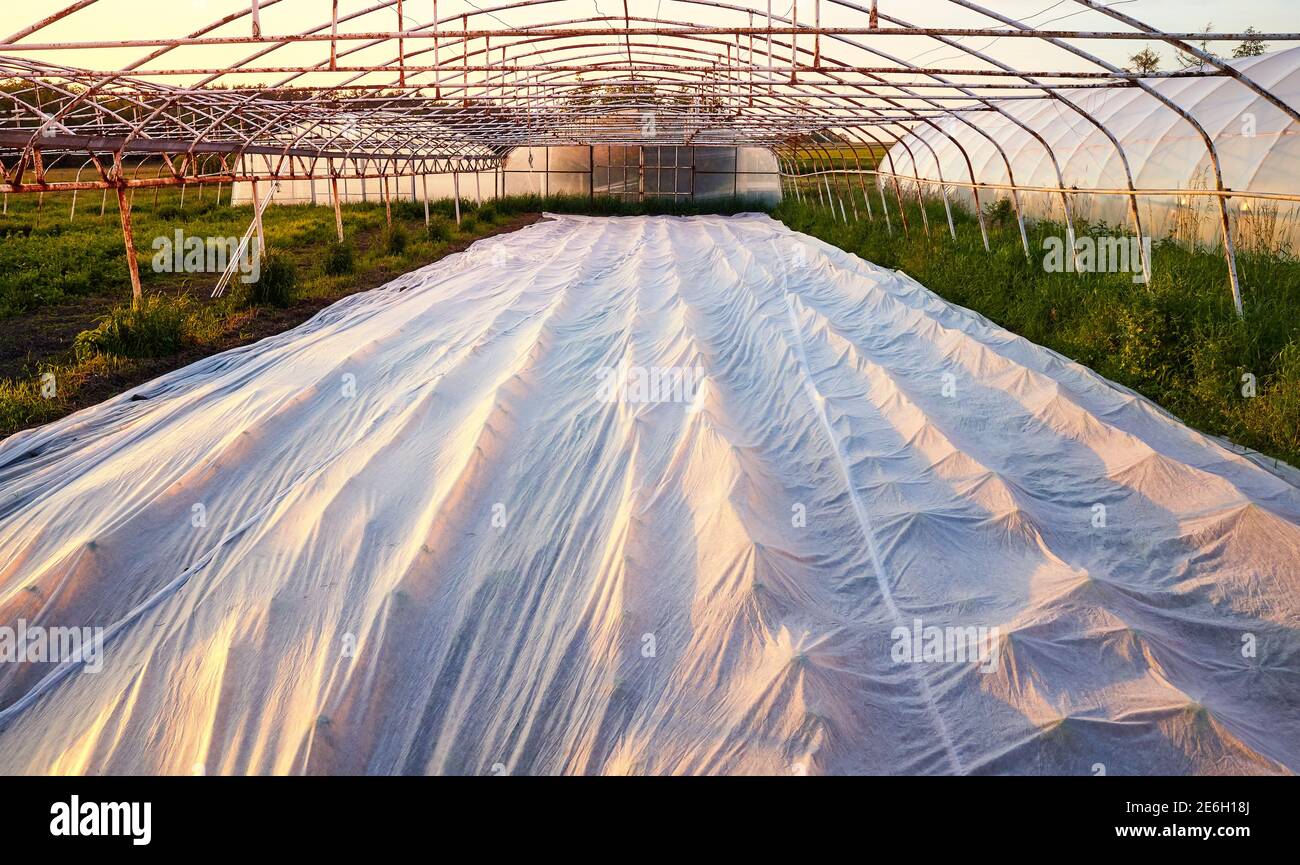 Floating row cover is the organic farm at sunset. Stock Photo