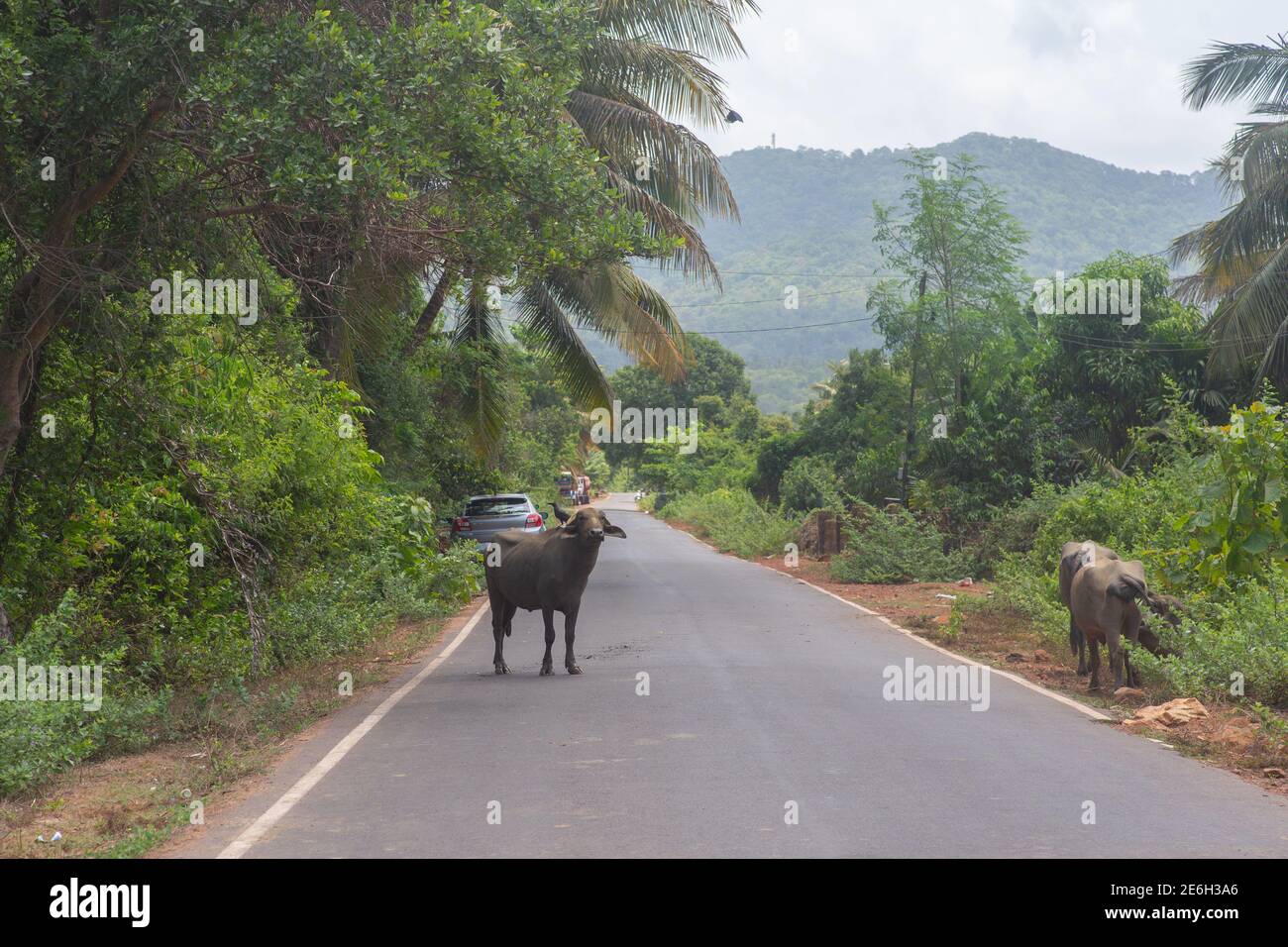 A buffalo in the middle of the road in south India Stock Photo
