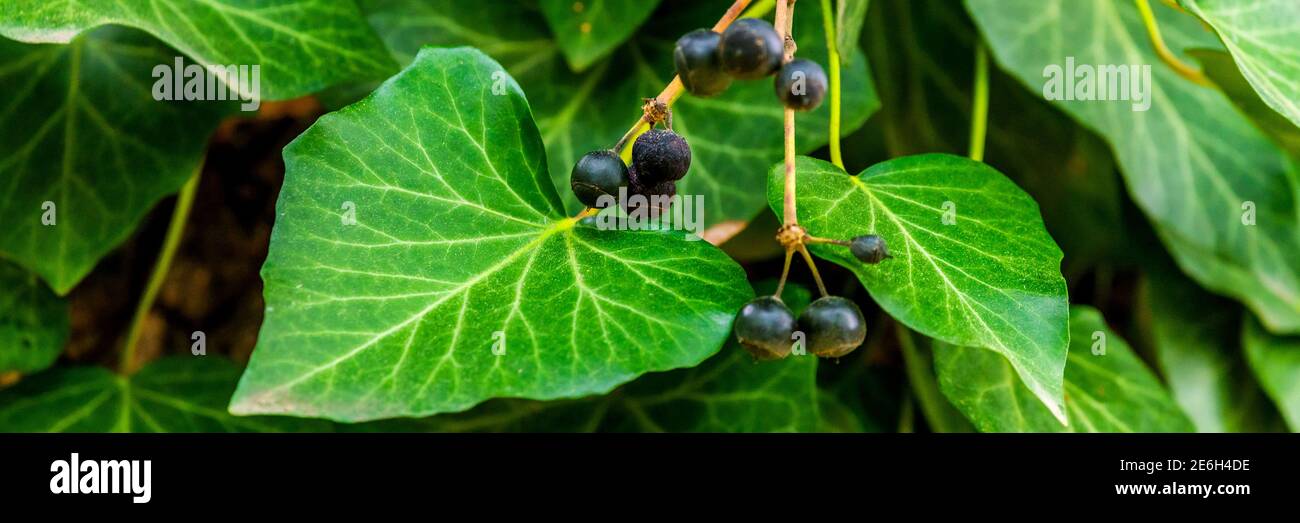 Berries or fruits of Ivy or Hedera helix. Stock Photo