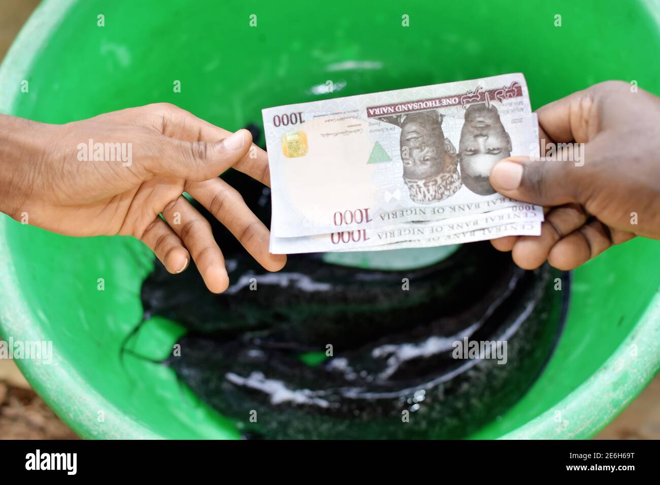 two hands holding and exchanging Nigerian naira note currency while purchasing or doing business transaction with cat fish in a green bowl. Stock Photo