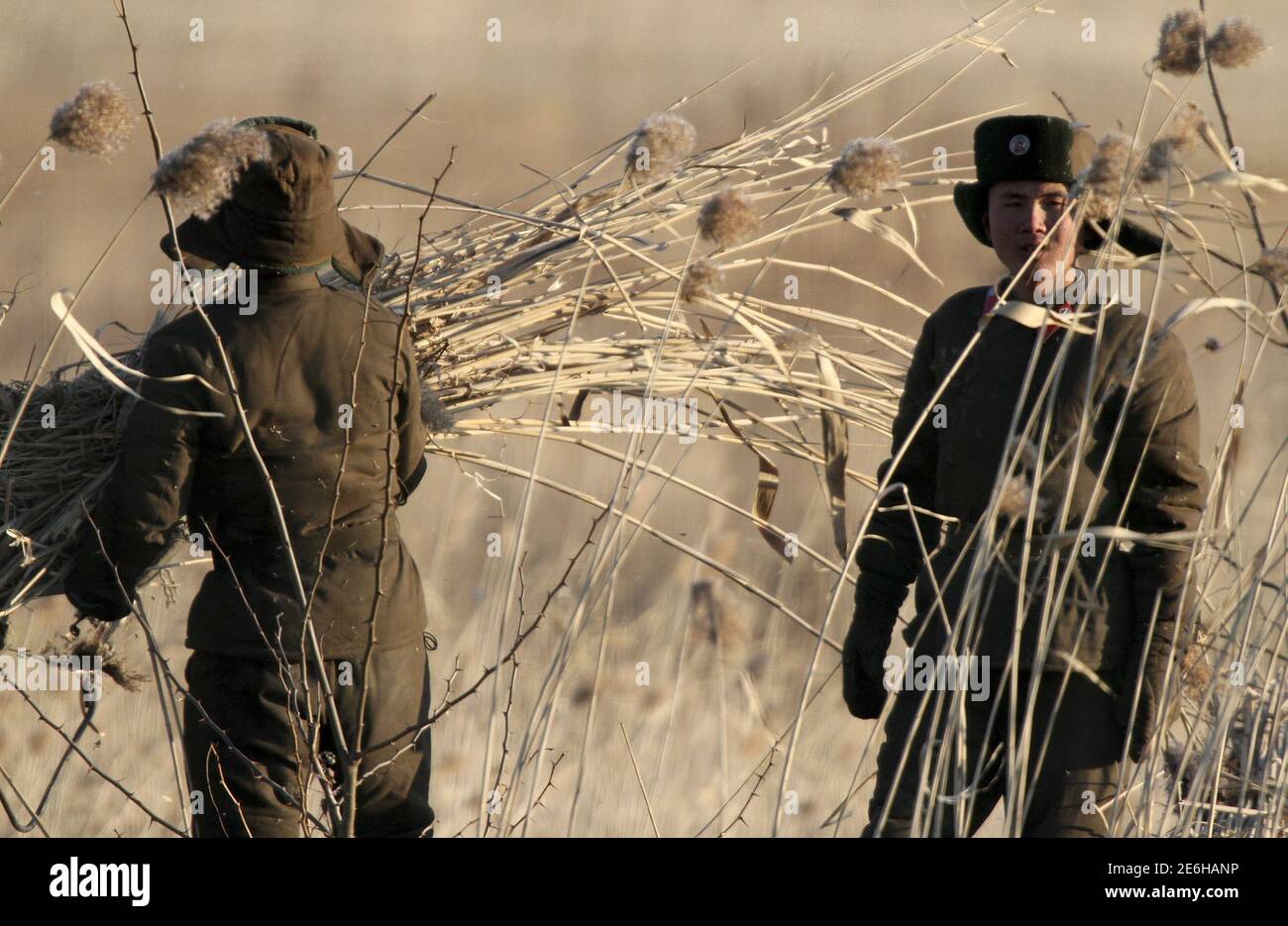 Soldiers collect straw on the Hwanggumpyong Island, located in the middle of the Yalu River, near the North Korean town of Sinuiju, opposite the Chinese border city of Dandong, January 6, 2016. REUTERS/Jacky Chen Stock Photo