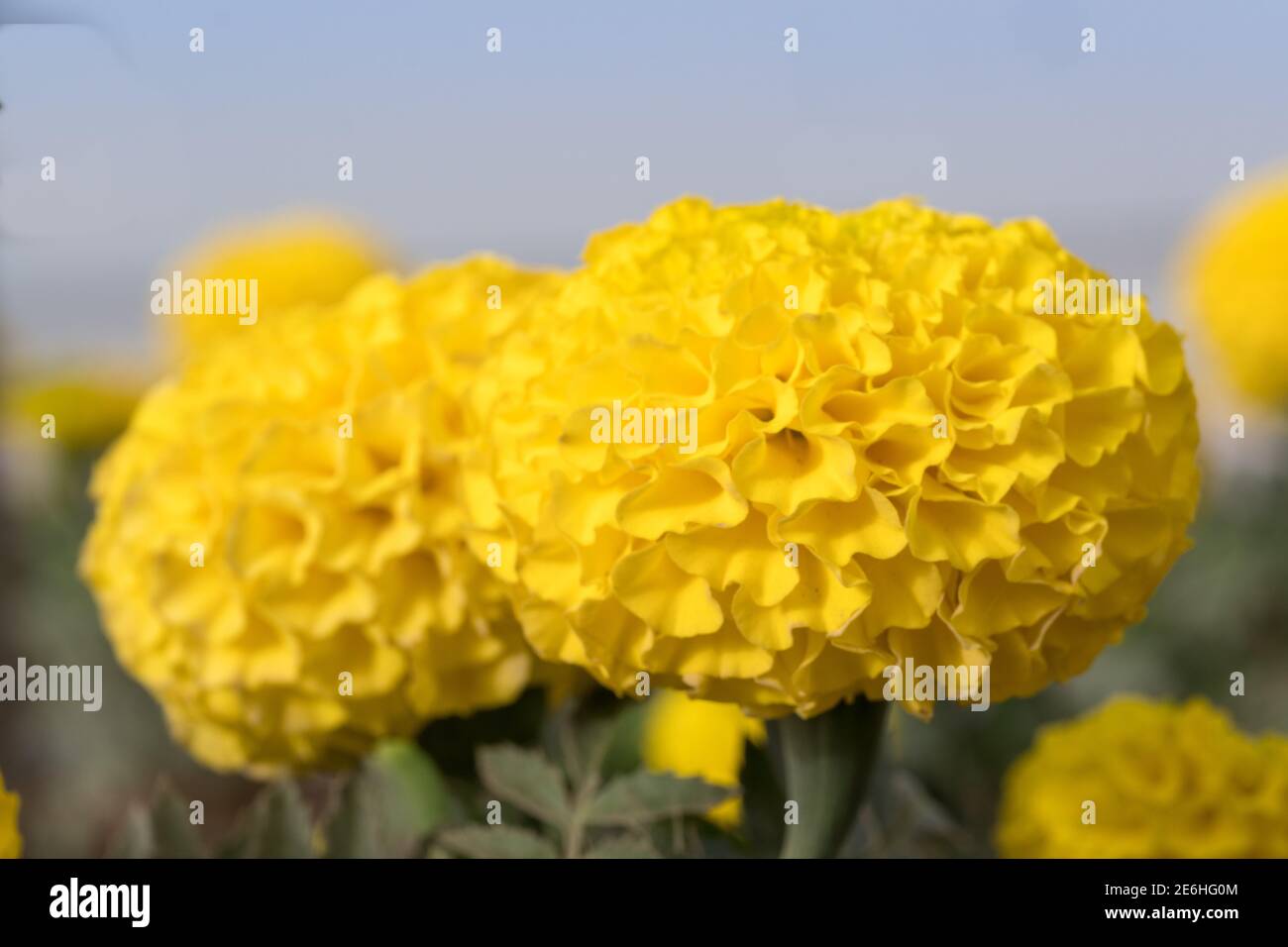 Yellow Marigold flower (Tagetes) in the sunflower family (Asteraceae) macro close up for spring flowers and concepts with blue sky background. Stock Photo