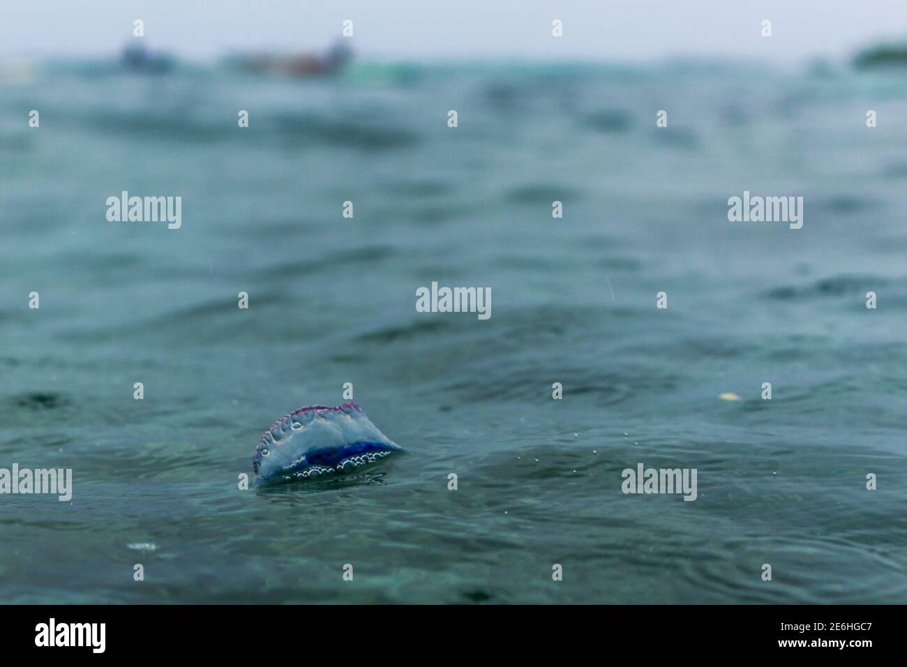 Man of war jellyfish hi-res stock photography and images - Alamy
