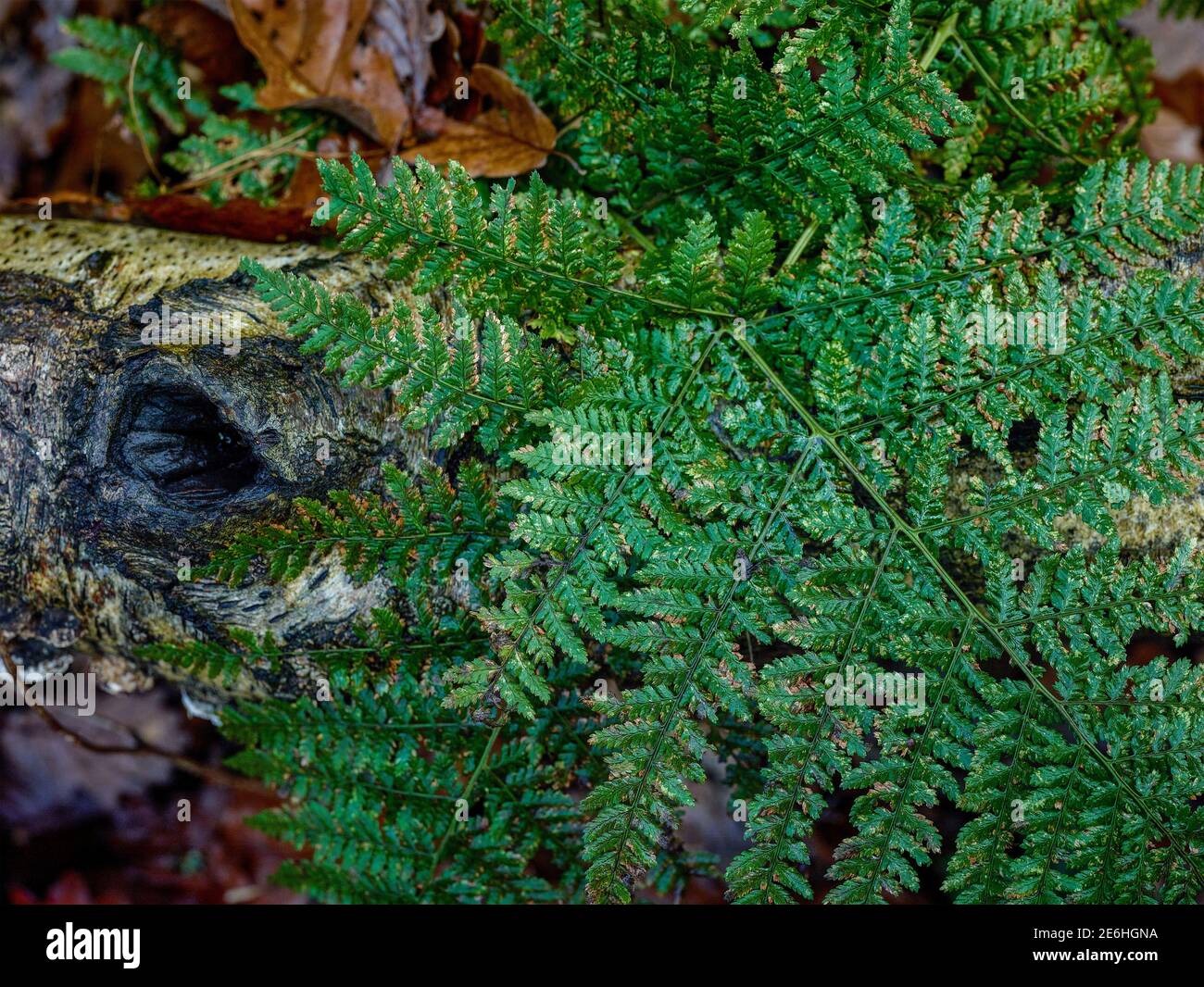 Close-up patterns and structures in the natural world, Ferns in a ...