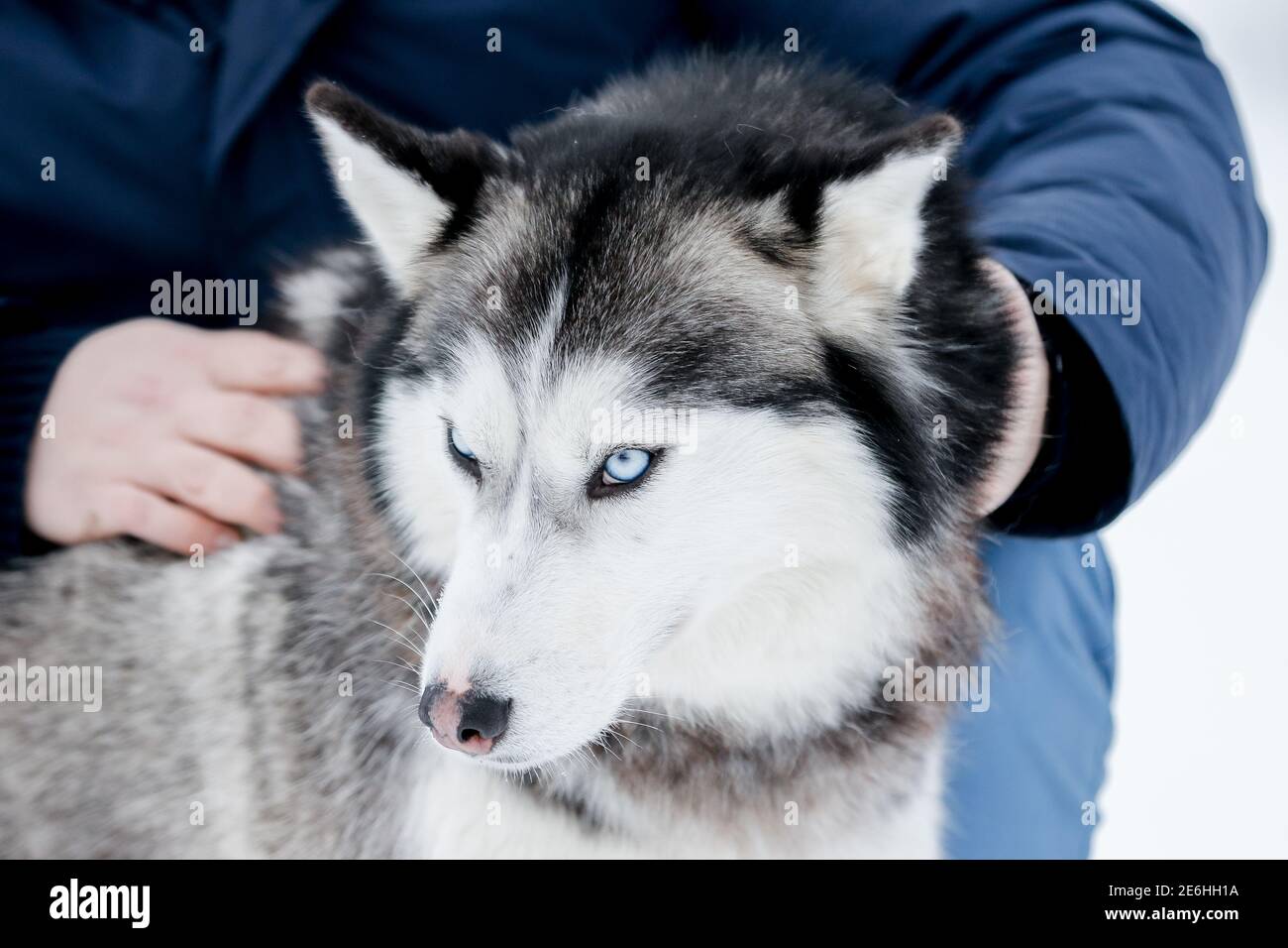 Portrait of a Siberian husky, friendship forever. Pet. Husky Stock Photo