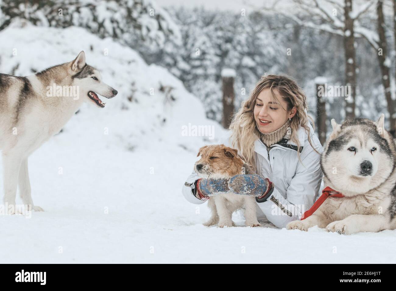 The girl rides on a sled on a sled with Siberian huskies in the winter forest. Pet. Husky. Husky art poster, Husky print, Stock Photo