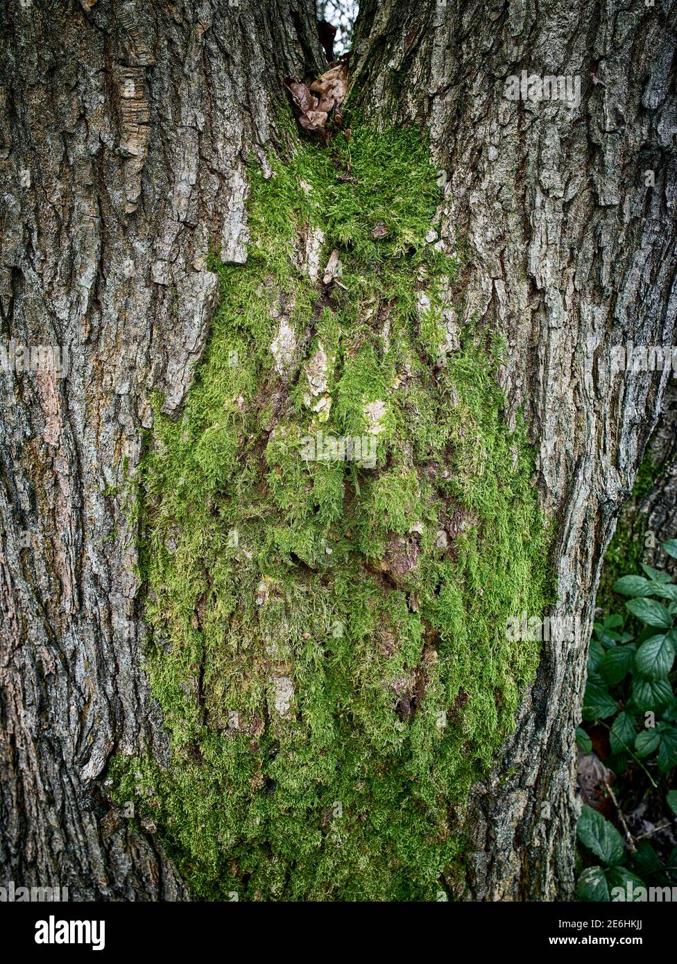 Close-up natural abstracts of tree patterns illustrating patterns ...
