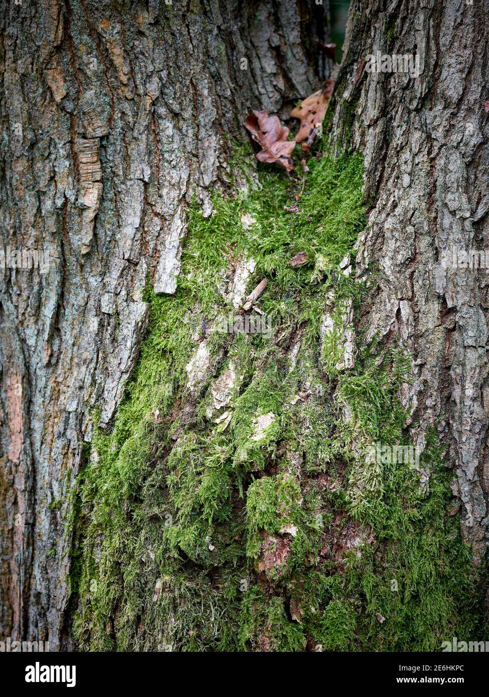 Close-up natural abstracts of tree patterns illustrating patterns ...