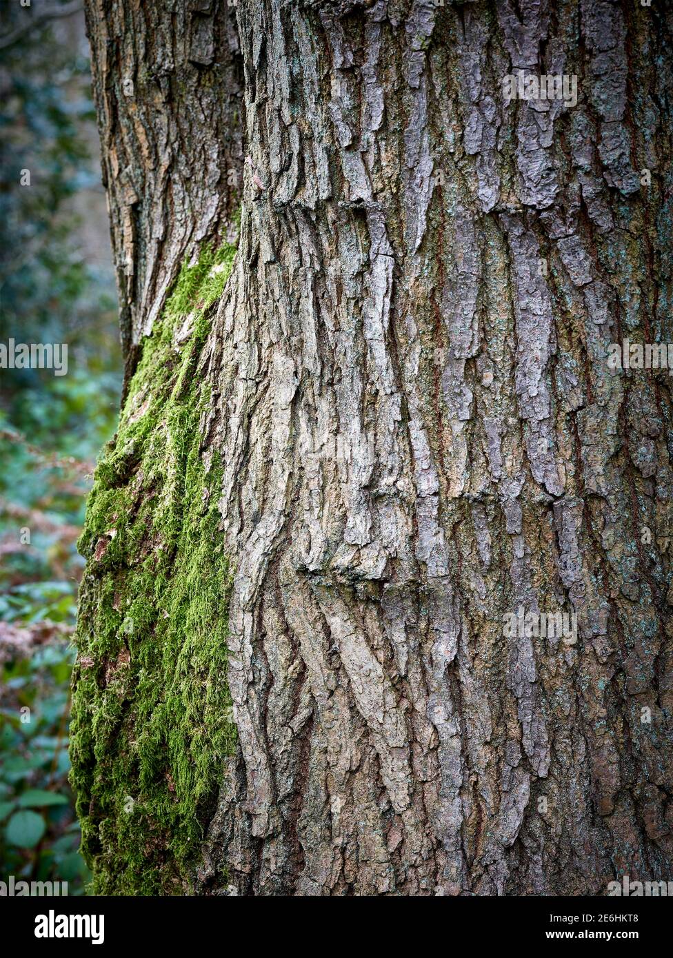 Close-up natural abstracts of tree patterns illustrating patterns ...
