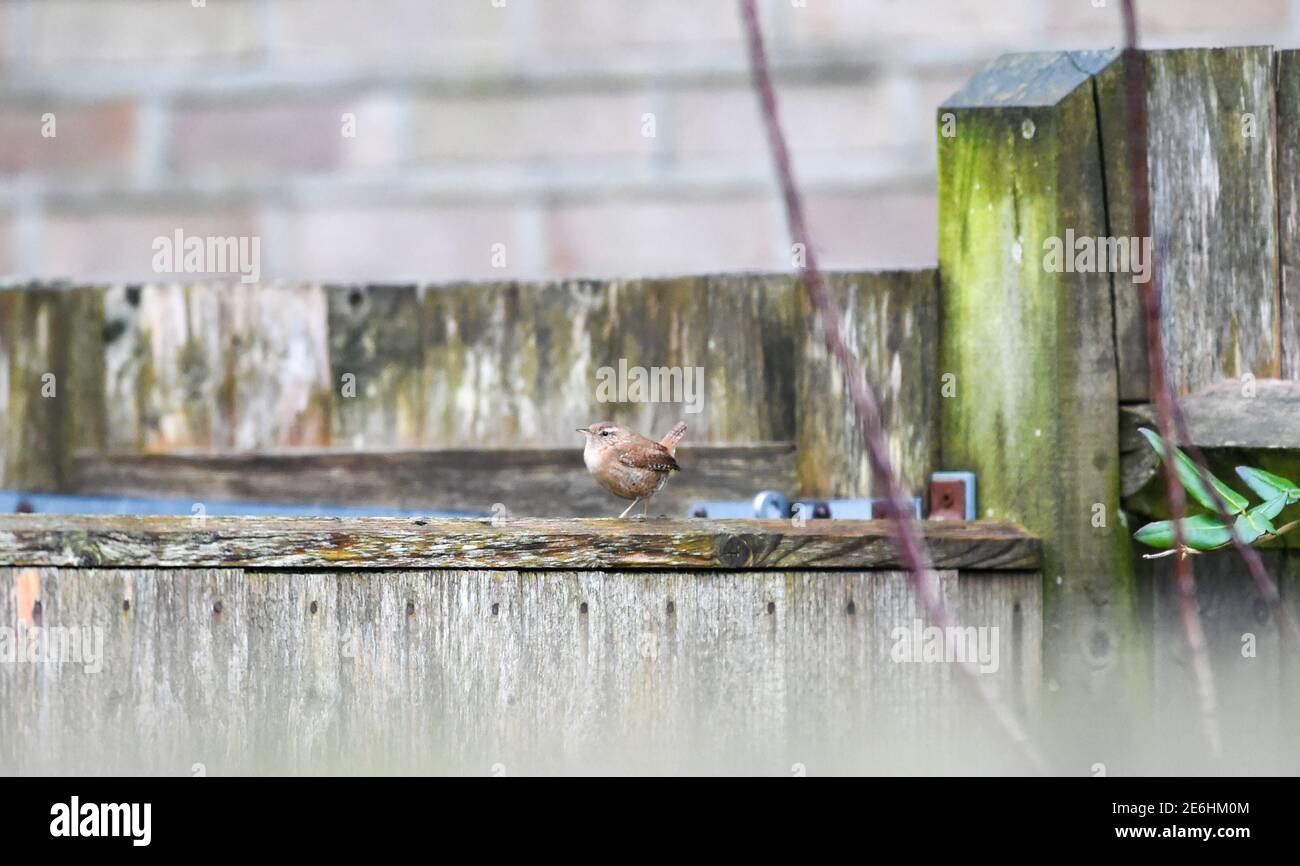 Brighton UK 29th January 2021 - A small wren lands on a fence in the photographers garden during the RSPB's Big Garden Birdwatch 2021 survey in Queens Park Brighton this morning . The annual Big Garden Birdwatch takes place over this weekend between 29th-31st January for the UK's largest garden based citizen science project. : Credit Simon Dack / Alamy Live News Stock Photo