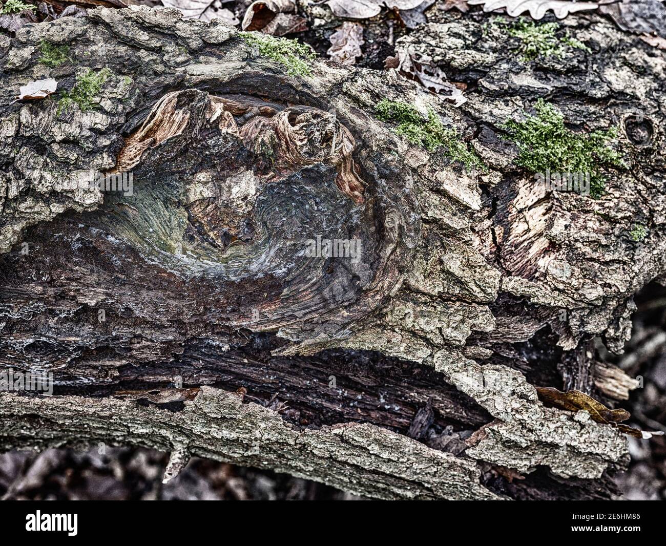 Close-up natural abstracts of tree patterns illustrating patterns ...