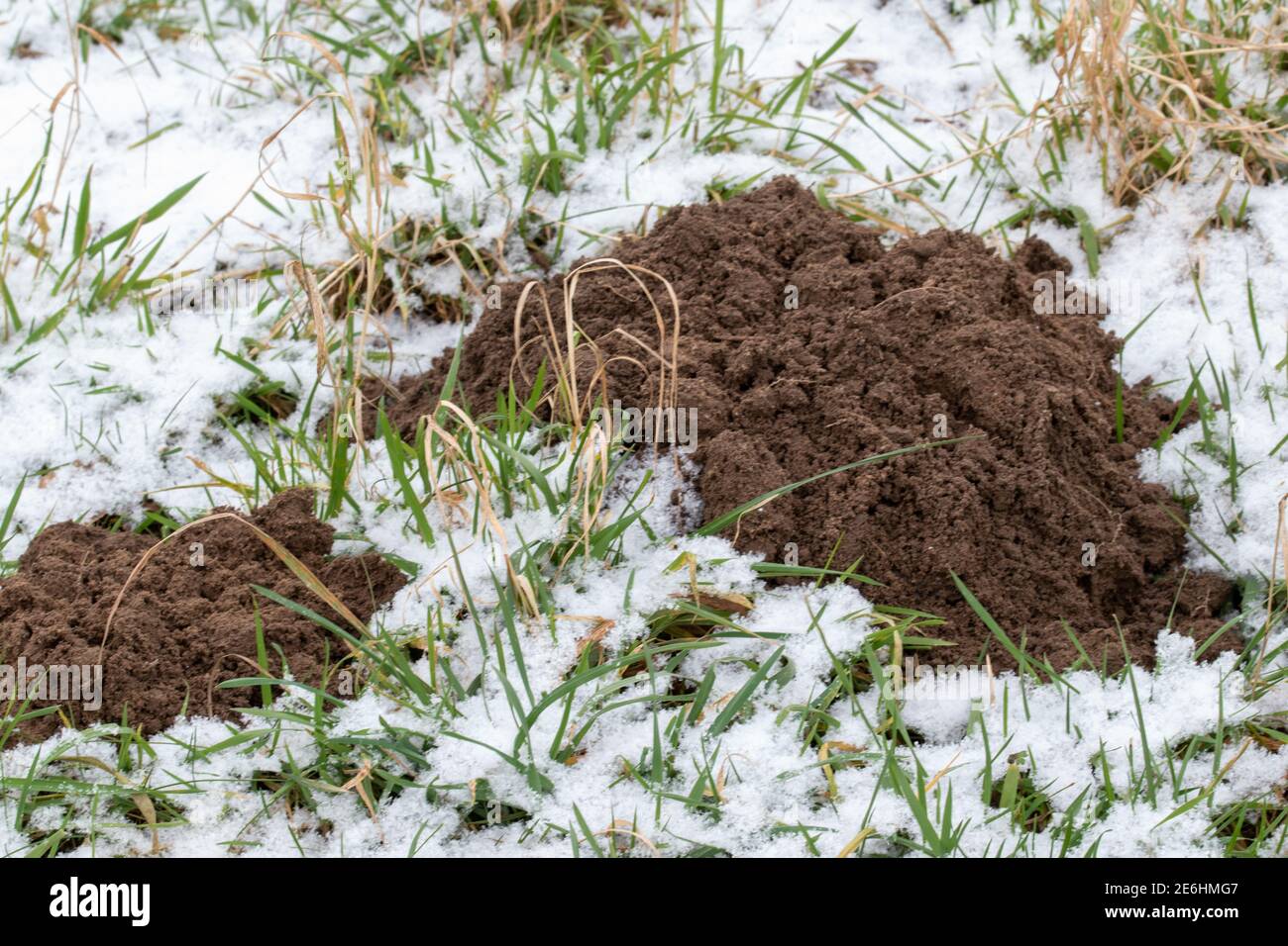 Fresh raised molehills in the snow. Stock Photo